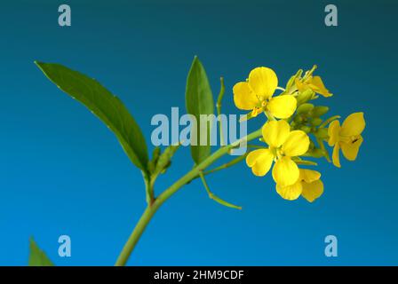 Schwarze Senf, Brassica nigra, Senf-Kohl[, Pflanzenart aus der Gattung Brassica in der Familie der Kreuzblütengewächse, kultiviert und als Heil- sowie Foto Stock