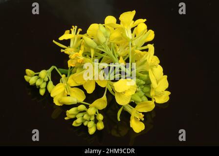 Schwarze Senf, Brassica nigra, Senf-Kohl[, Pflanzenart aus der Gattung Brassica in der Familie der Kreuzblütengewächse, kultiviert und als Heil- sowie Foto Stock