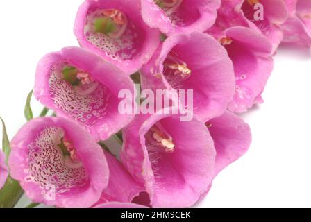 Roter Fingerhut, Digitalis purpurea, auch Fingerhut, Fingerkraut, Fuchskraut, Eine Giftpflanze, Pflanzenart aus der Gattung der Fingerhüte, Digitalis, Foto Stock