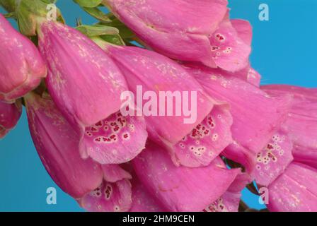 Roter Fingerhut, Digitalis purpurea, auch Fingerhut, Fingerkraut, Fuchskraut, Eine Giftpflanze, Pflanzenart aus der Gattung der Fingerhüte, Digitalis, Foto Stock