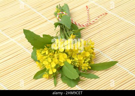 Schwarze Senf, Brassica nigra, Senf-Kohl[, Pflanzenart aus der Gattung Brassica in der Familie der Kreuzblütengewächse, kultiviert und als Heil- sowie Foto Stock