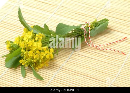 Schwarze Senf, Brassica nigra, Senf-Kohl[, Pflanzenart aus der Gattung Brassica in der Familie der Kreuzblütengewächse, kultiviert und als Heil- sowie Foto Stock