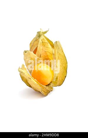 Physalis peruviana (ciliegie di terra, uva spina di Capo, pomodori di buccia, bacche di Inca, bacche di poha) isolato su uno sfondo bianco Foto Stock