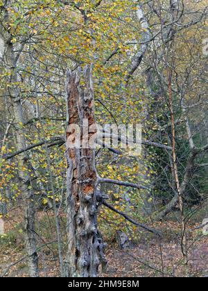 Bizzarro albero di uccello morto nel moro rosso nel Rhoen di Hessian, uccelli Carpazi Foto Stock