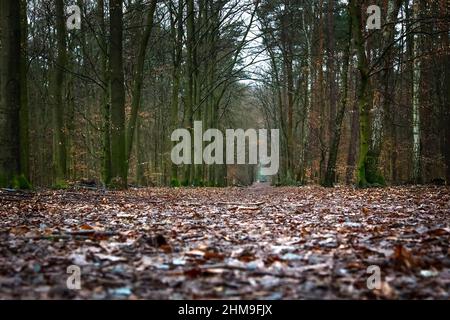 Berlino, Germania. 08th Feb 2022. Le foglie giacciono su un sentiero nella foresta di Grunewald vicino all'udienza locale del tribunale del distretto di Tiergarten nel processo di un forester del distretto di Berlino. Il forestatore di 42 anni è accusato di omicidio negligente. Egli presumibilmente non ha esercitato la dovuta diligenza nel febbraio 2019 quando ispezionò gli alberi su Königsallee a Grunewald e quindi trascurò il pericolo di caduta dell'acero norvegese di 100 anni. Il 28 ottobre 2019, l'albero cadde sulla macchina di una donna che morì in seguito all'incidente. Credit: Carsten Koall/dpa/Alamy Live News Foto Stock