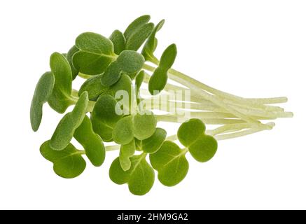 Foglie di Microgreen, germogli di rucola isolati su sfondo bianco, macro Foto Stock
