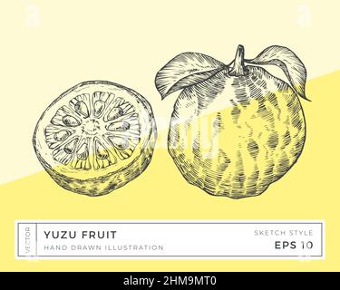 Illustrazione di Vector Yuzu Citrus Fruit disegnato a mano. Disegno alimentare a base di piante vegane con sfondo colorato isolato Illustrazione Vettoriale