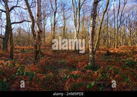 Alberi alti e sottili circondati da bracken e brambles in una luminosa mattinata invernale nella Foresta di Sherwood Foto Stock