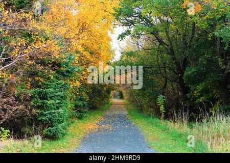 Un sentiero escursionistico in ghiaia trevinata, autunno. Foto Stock