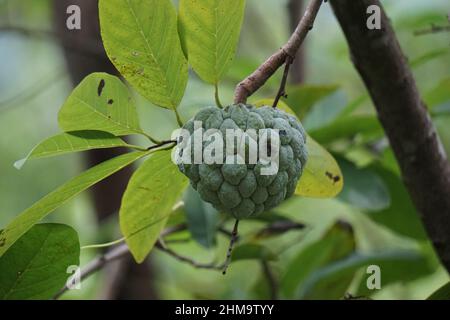 Annona squamosa (chiamata anche Srikaya) con sfondo naturale. Nella medicina tradizionale indiana, tailandese e americana, le foglie sono usate come medicina Foto Stock