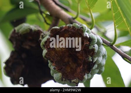 Annona squamosa (chiamata anche Srikaya) con sfondo naturale. Nella medicina tradizionale indiana, tailandese e americana, le foglie sono usate come medicina Foto Stock