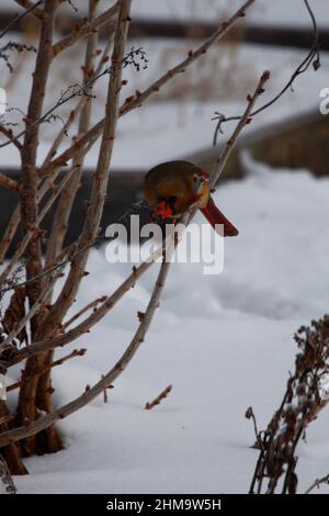 Cardinale settentrionale femminile contro la neve in inverno Foto Stock