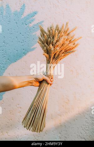 Grande bouquet di orecchie secche in mano femminile sullo sfondo della parete alla luce di una lampada al tramonto. Sfondo concettuale minimalistico per il Foto Stock