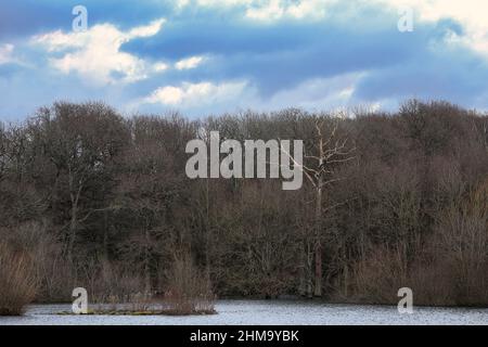 Lago artificiale di bough Faggio vicino Edenbridge nel kent in inverno Foto Stock