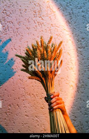 Grande bouquet di orecchie secche in mano femminile sullo sfondo della parete alla luce di una lampada al tramonto. Sfondo concettuale minimalistico per il Foto Stock