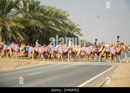 Afghan e pakistani cammelli jockeys sulla formazione per la gara di cammelli ad al Wathbah, Abu Dhabi Foto Stock