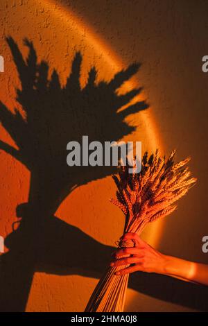 Grande bouquet di orecchie secche in mano femminile sullo sfondo della parete alla luce di una lampada al tramonto. Sfondo concettuale minimalistico per il Foto Stock