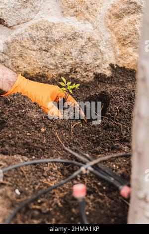 Da sopra di raccolto anonimo giardiniere in guanti piantando verde semina in terreno fertile durante il lavoro in giardino il giorno d'estate Foto Stock