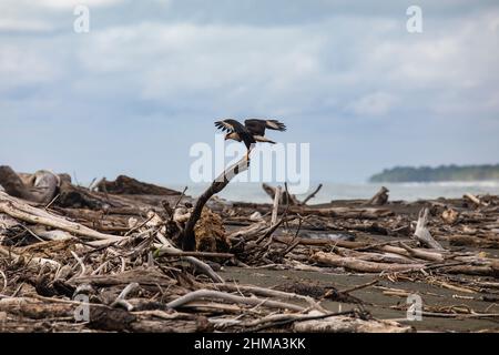 Vista laterale della caracara increspata con ali sparse che si siedono su un relitto di alberi secchi in tempo sovrastato in Costa Rica Foto Stock