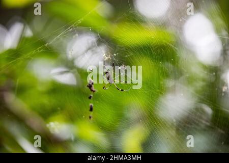 Ragnatela dorata tessendo ragno al centro su tela di ciottoli su sfondo sfocato di piante verdi in Costa Rica Foto Stock