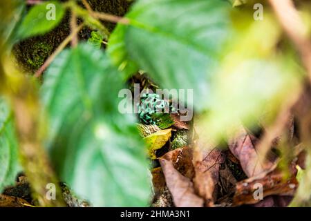 Da sopra fuoco selettivo di Dendrobates tinctorius seduto sotto le foglie verdi sulla terra della foresta pluviale in Costa Rica in giorno di sole Foto Stock