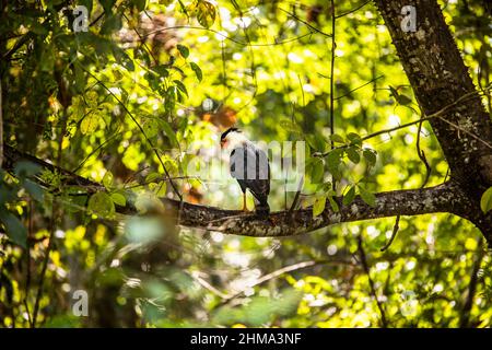 Colourful uccello crestato caracara seduto su ramo albero con lussureggiante verde fogliame nella natura selvaggia il giorno d'estate in Costa Rica Foto Stock