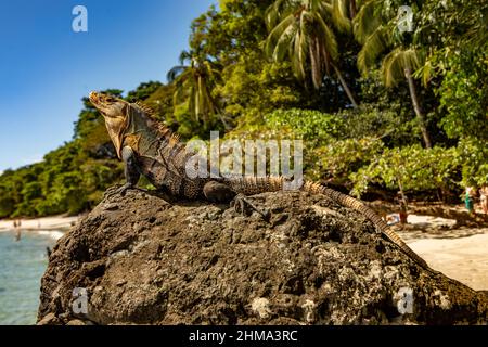 Grande iguana selvaggia su masso ruvido sulla costa con alberi esotici verdi vicino al mare nella soleggiata giornata estiva in natura Foto Stock