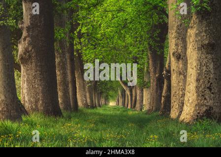 Sentiero diritto erboso che passa tra file di alti alberi con vegetazione lussureggiante che cresce nei boschi il giorno d'estate in natura Foto Stock