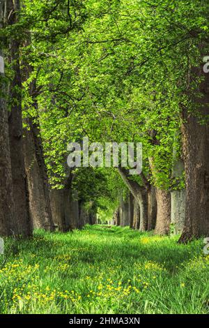 Sentiero diritto erboso con fiori gialli che vanno tra file di alti alberi con lussureggiante verde fogliame che cresce nei boschi il giorno d'estate in natura Foto Stock