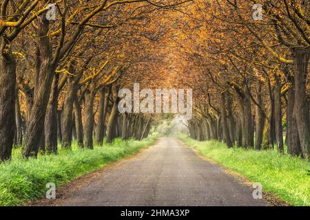 Sentiero rettilineo asfaltato che passa tra file di alti alberi con lussureggiante fogliame giallo che cresce nei boschi in estate giorno in natura Foto Stock