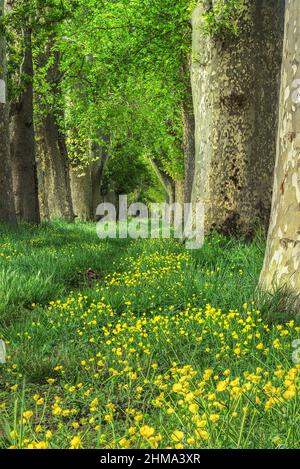 Sentiero diritto erboso con fiori gialli che vanno tra file di alti alberi con lussureggiante verde fogliame che cresce nei boschi il giorno d'estate in natura Foto Stock