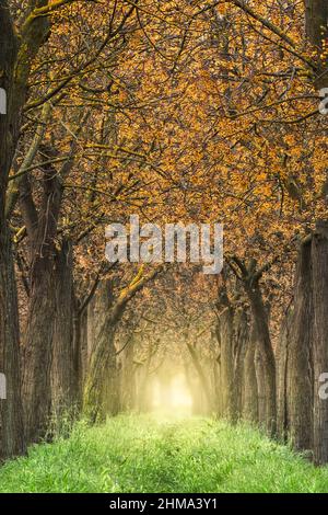 Sentiero diritto erboso che va tra file di alti alberi con lussureggiante vegetazione gialla che cresce nei boschi il giorno d'estate in natura Foto Stock