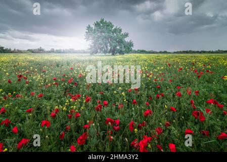 Fiori colorati in fiore che crescono in campo con alto albero verde contro cielo nuvoloso grigio il giorno d'estate nella natura selvaggia Foto Stock