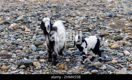 Capra che pascola nel selvaggio Foto Stock