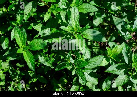 Menta verde fresca o mentha x piperita, anche conosciuta come foglie di Mentha balsamea alla luce diretta del sole, in un giardino di erbe biologiche, in una soleggiata estate da Foto Stock