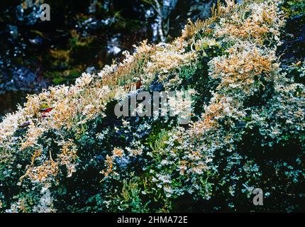 Lichen coperto, tronco di albero caduto, Foto Stock