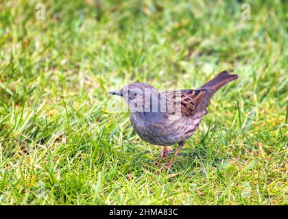 A dunnock, prunella modularis, altrimenti noto come un passero da siepe, in erba in Hampshire, Regno Unito. Si tratta di un piccolo uccello timido spesso visto nei parchi e nel giardino Foto Stock