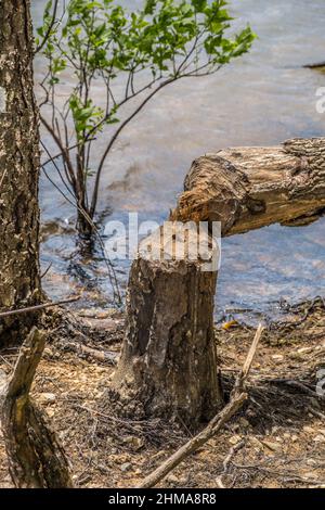 Un castoro gawed e masticò un piccolo albero fino ad un punto fino a che non si rompesse e cadesse nel lago lungo la riva closeup vista in una giornata di sole in primavera Foto Stock