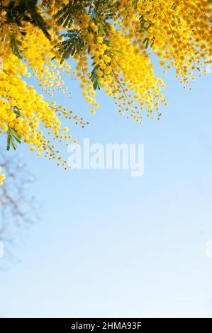 Acacia Dealbata (Mimosa) fiorini gialli luminosi. Spazio di copia. Verticale. Foto Stock