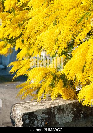 Acacia Dealbata (Mimosa) fiorini gialli luminosi Foto Stock