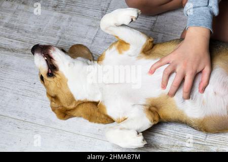 il proprietario picchietta il cane da beagle, il cane si trova sulla schiena e si rallegra Foto Stock