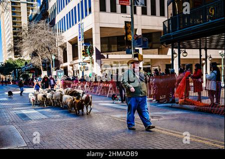 pecore e capre che sono state mandate attraverso il centro di san antonio nel 2022 Foto Stock