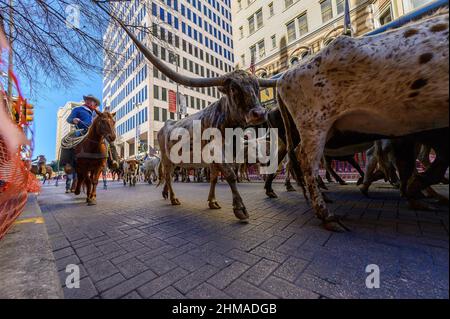 2022 bestiame drive attraverso il centro di san antonio texas Foto Stock