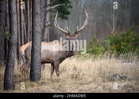 Cervo maschio adulto su uno sfondo di foresta. Animale in habitat naturale. Scena della fauna selvatica Foto Stock