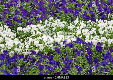 Varietà di pansie fiorite con fiori bianchi e viola Foto Stock