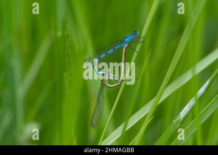 accoppiamento delle comuni damigelle blu Foto Stock