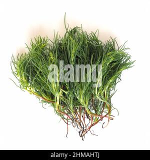 Agretti (nome scientifico Salsola soda aka come saline a foglia opposta, cardo russo o pianta di barilla) verdure vegetariane Foto Stock