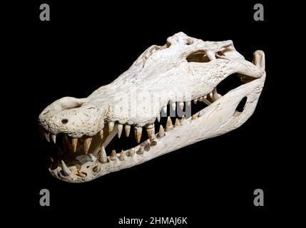 Un cranio coccodrillo - Crocodylus, isolato su sfondo nero Foto Stock