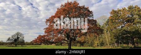 Inglese quercia a colori autunnali, Fenland depositata vicino a marzo town, Cambridgeshire, Inghilterra Foto Stock