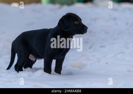 Ritratto laterale di un cucciolo nero da laboratorio di 8 settimane in piedi nella neve Foto Stock